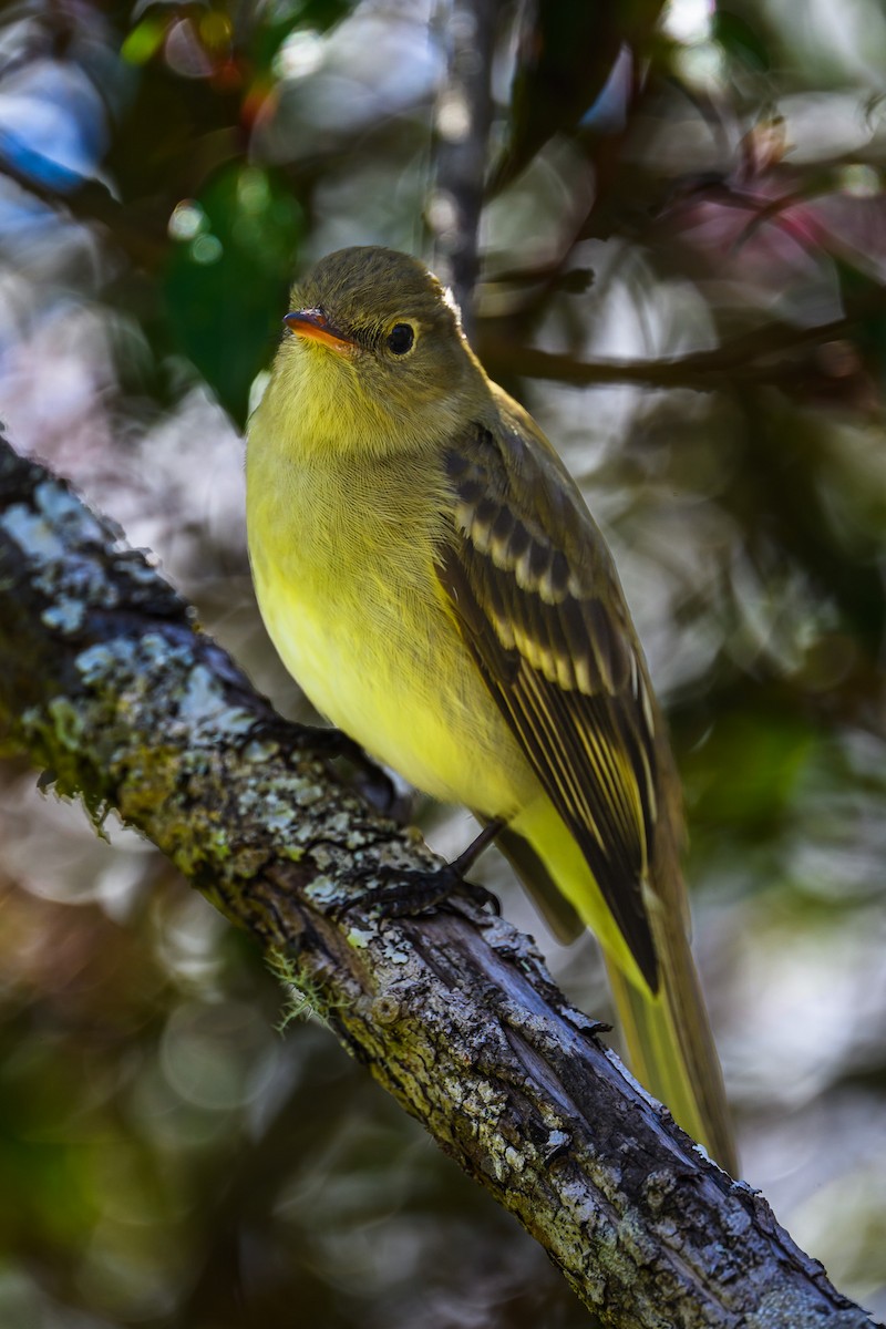 Mountain Elaenia - ML646350933