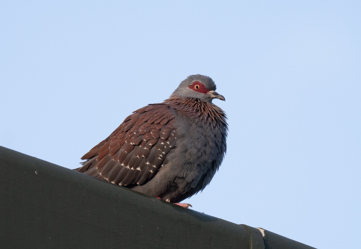 Speckled Pigeon - ML646350934