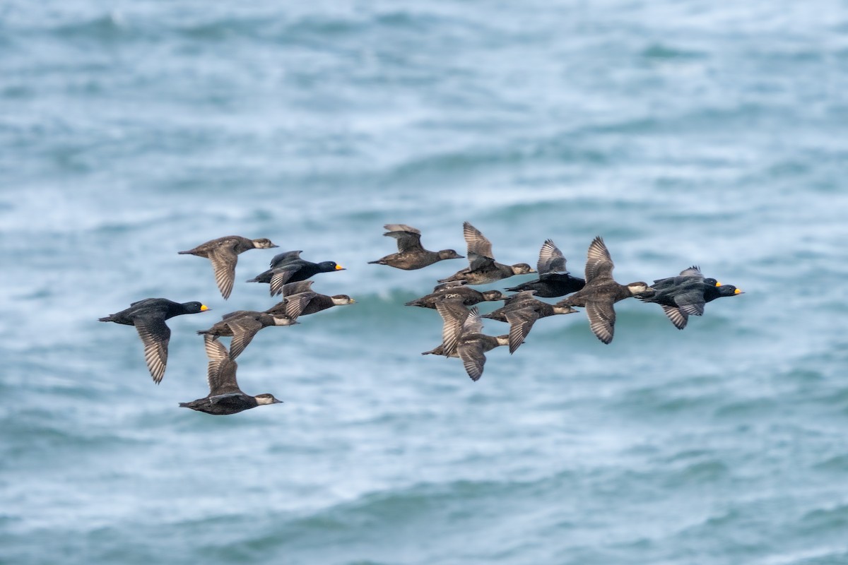 amerikasvartand - ML646350936