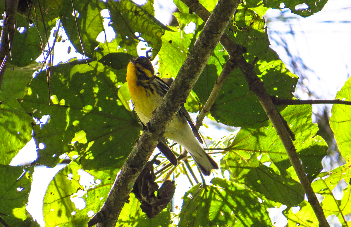 Blackburnian Warbler - ML646350937
