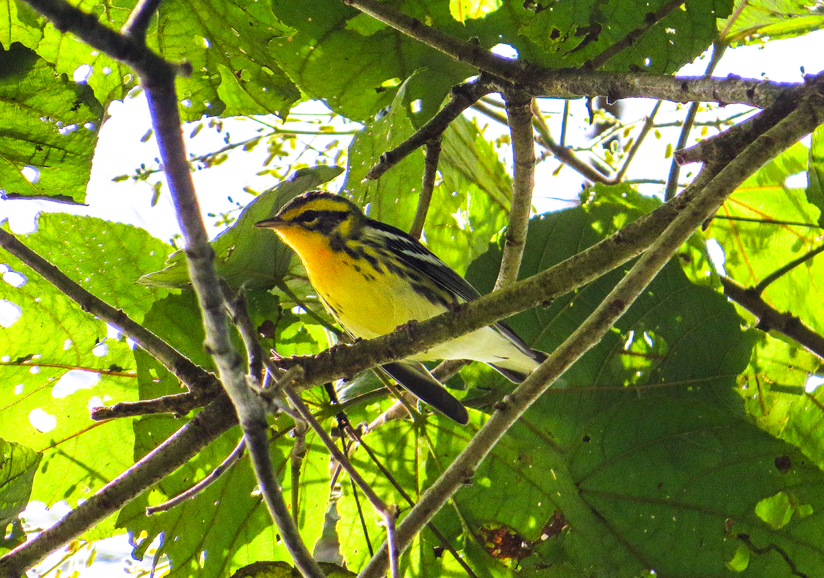 Blackburnian Warbler - ML646350938