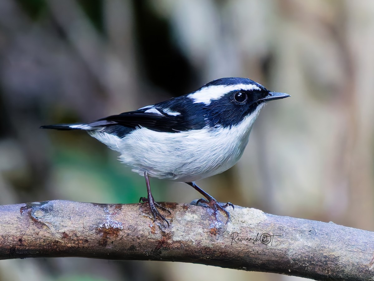 Little Pied Flycatcher - ML646350939