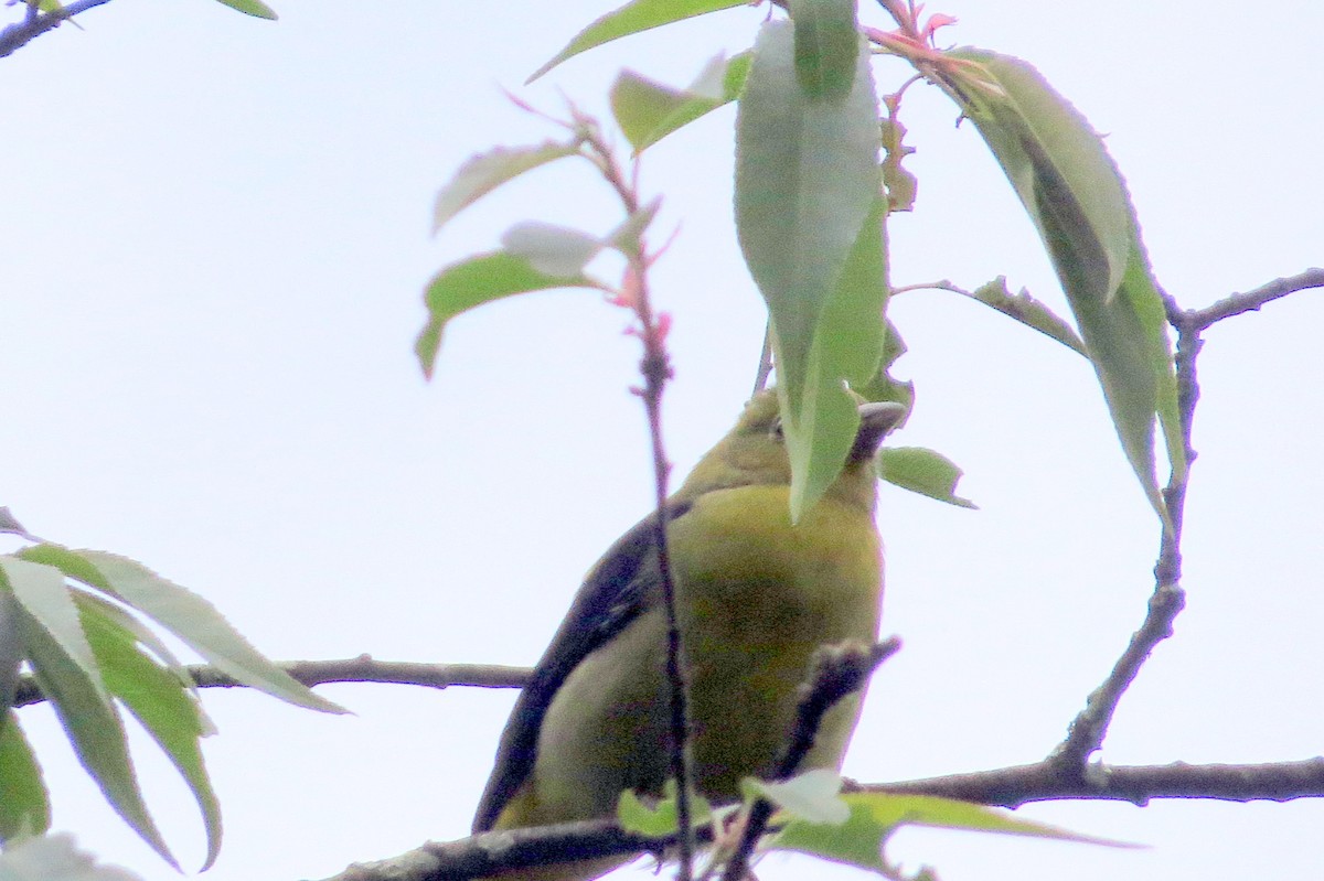 Scarlet Tanager - ML646350941