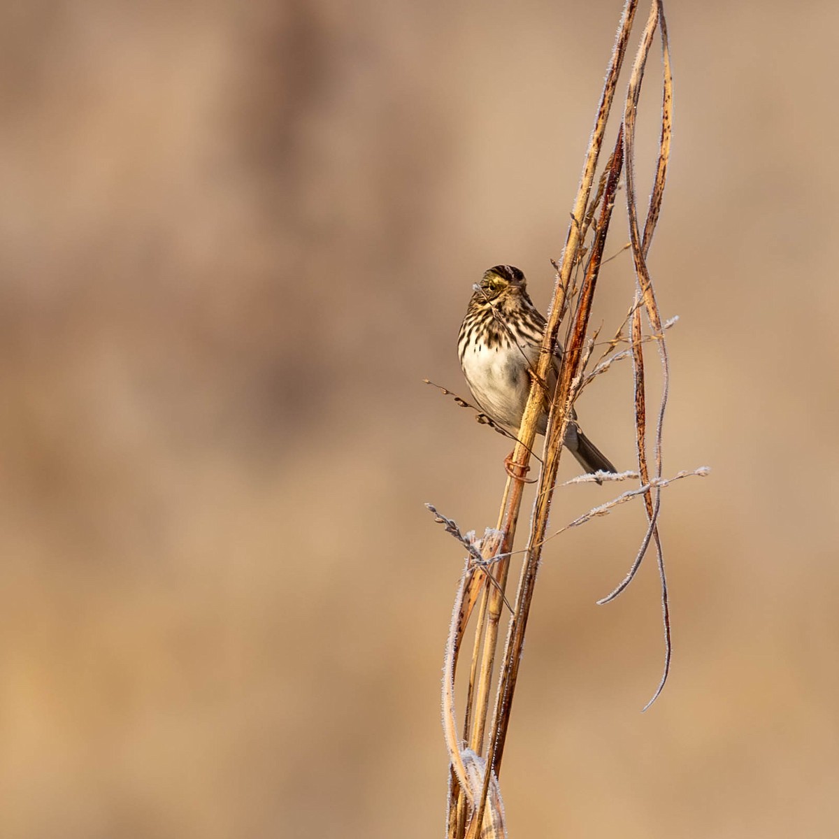 Savannah Sparrow - ML646350942