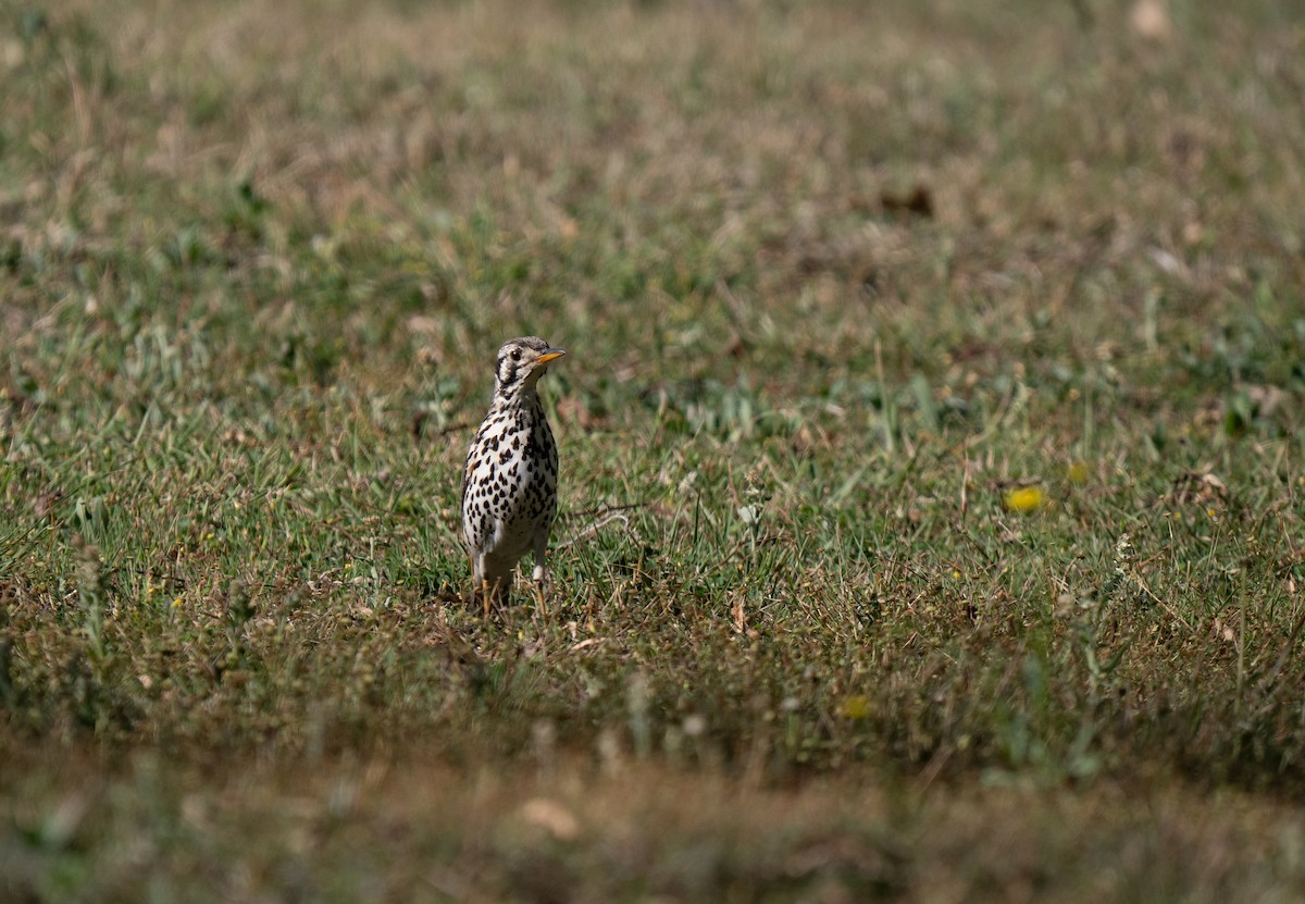 Akaziendrossel - ML646350951