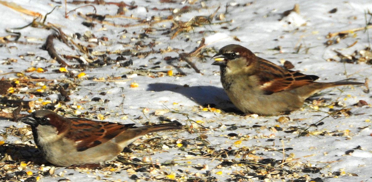 House Sparrow - ML646350953