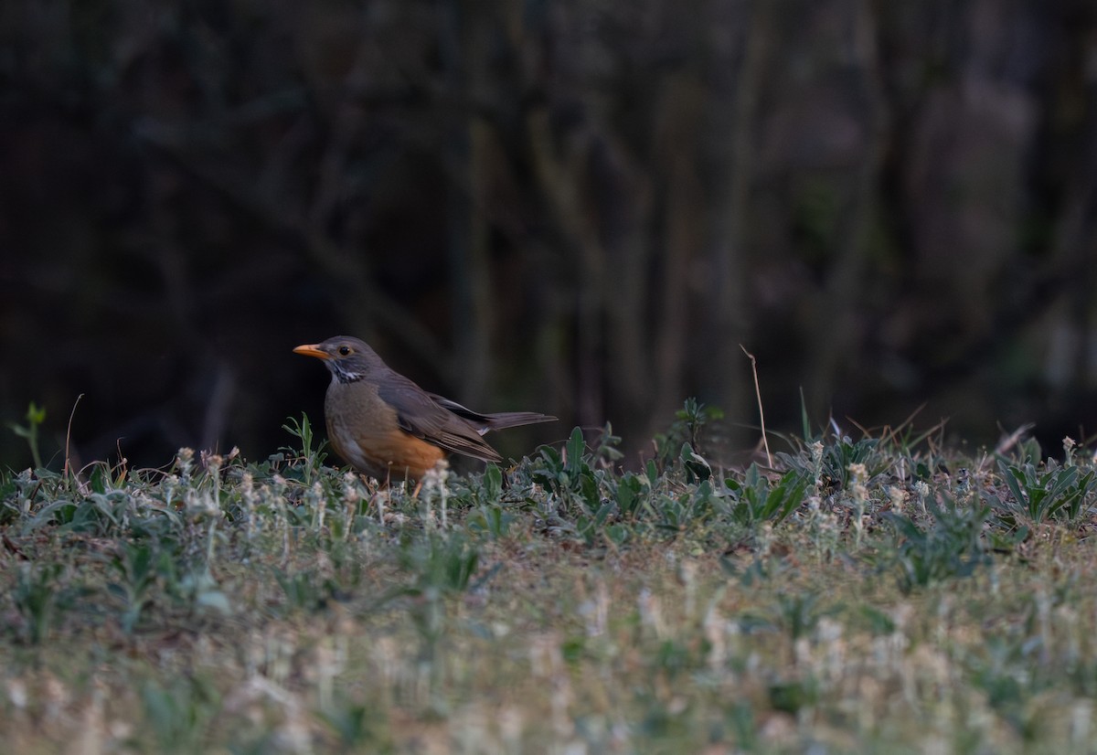 Kurrichane Thrush - ML646350954