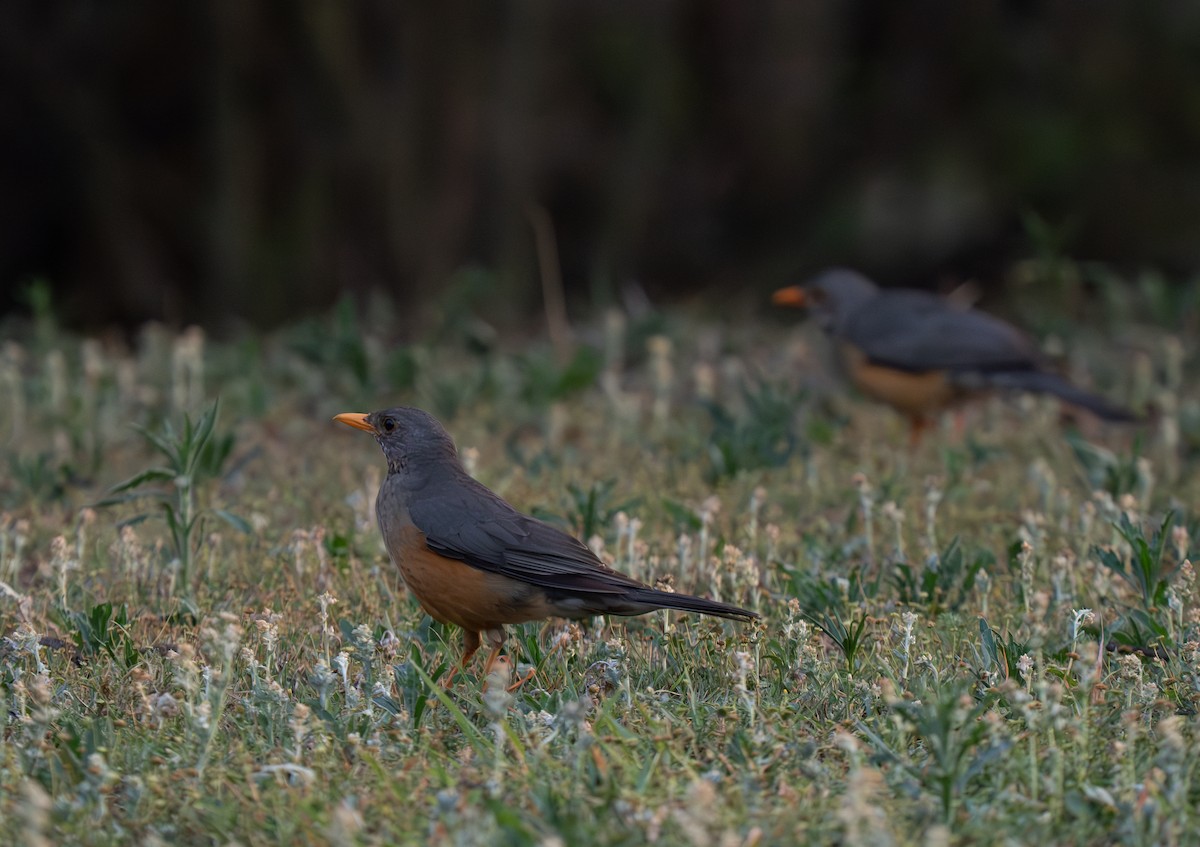 Kurrichane Thrush - ML646350955