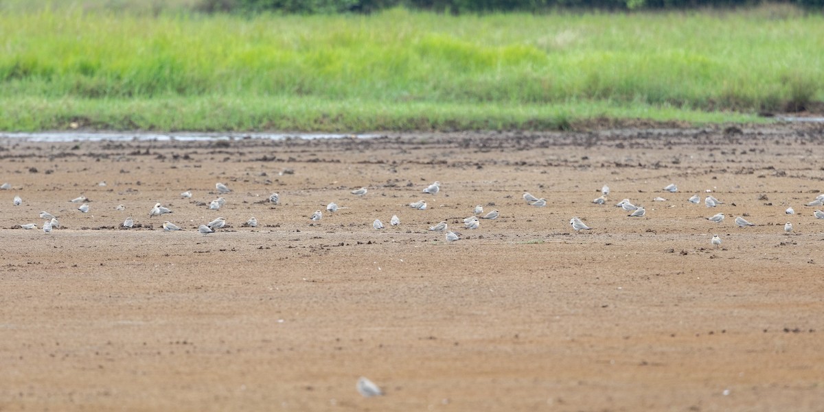 Small Pratincole - ML646350956