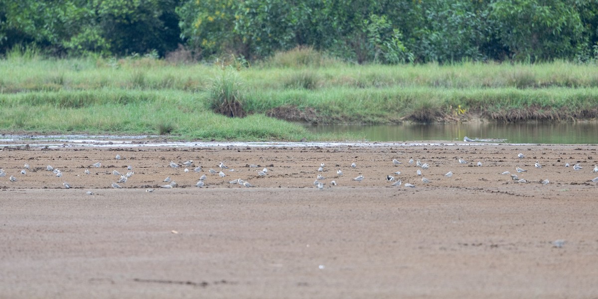 Small Pratincole - ML646350958