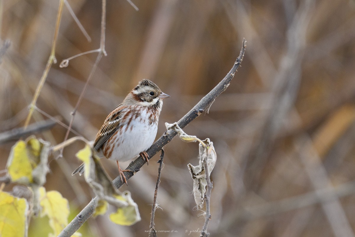 Rustic Bunting - ML646350959
