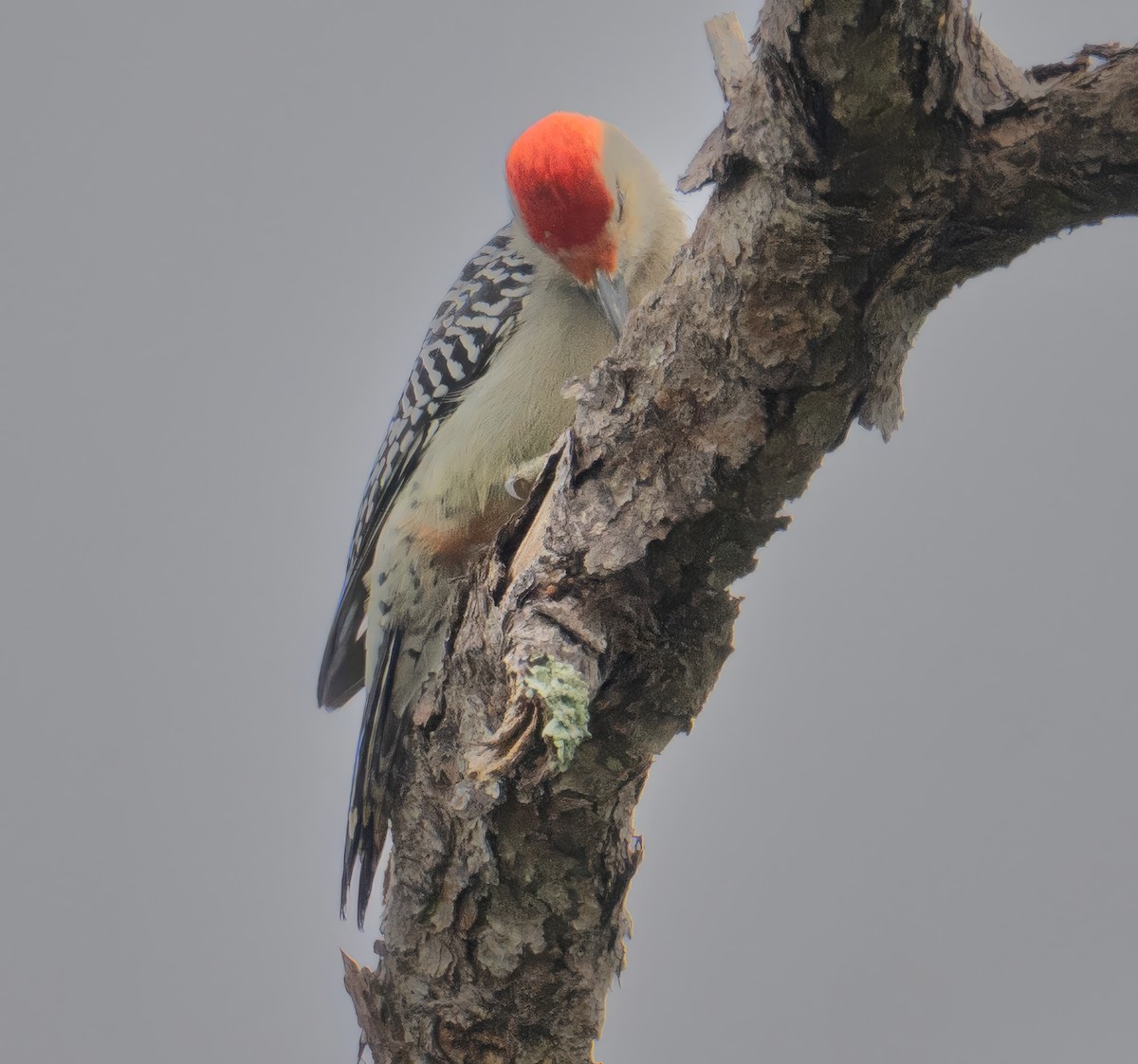 Pic à ventre roux - ML646350961