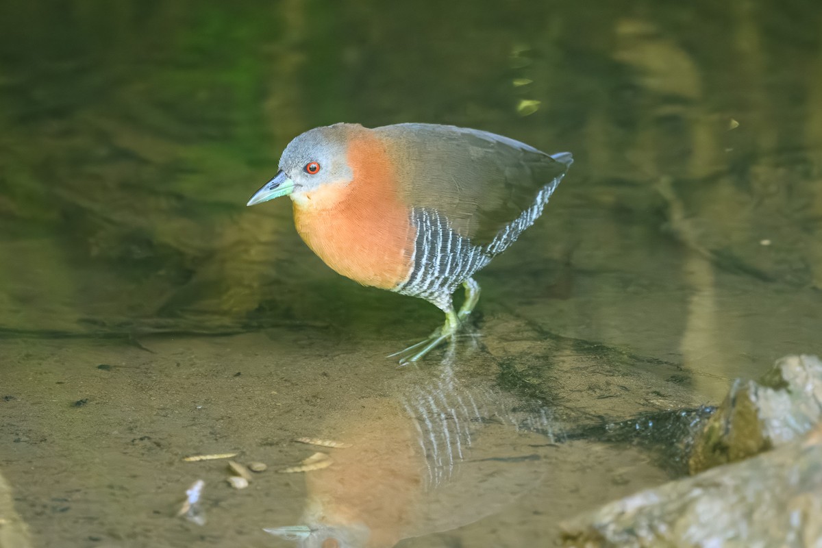 White-throated Crake - ML646350962