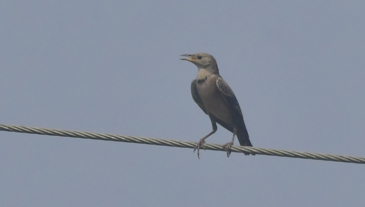 Rosy Starling - ML646350963