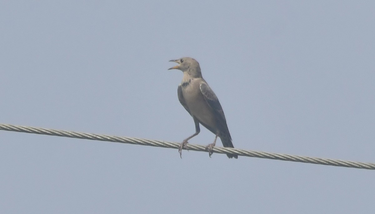 Rosy Starling - ML646350964