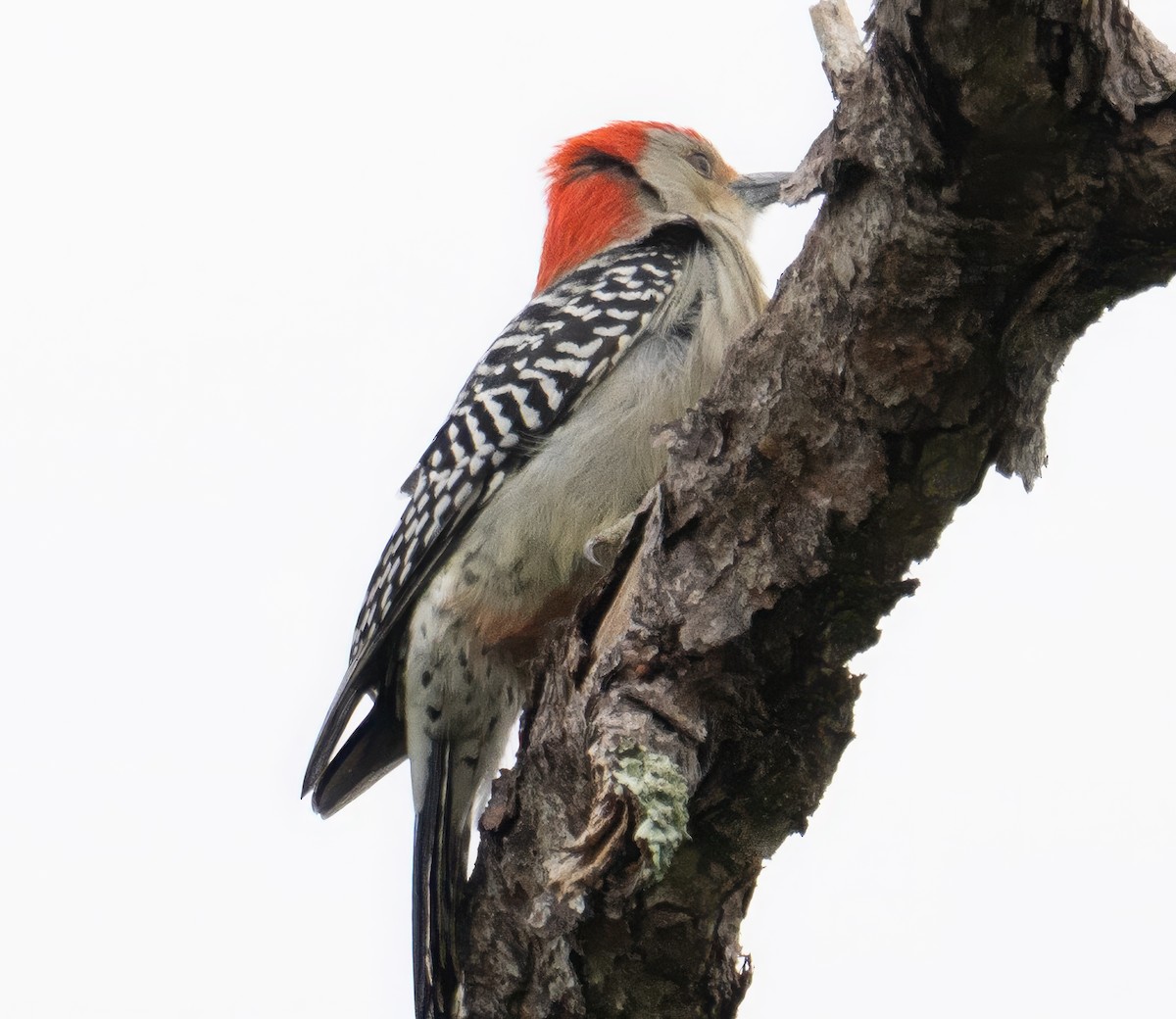 Pic à ventre roux - ML646350966