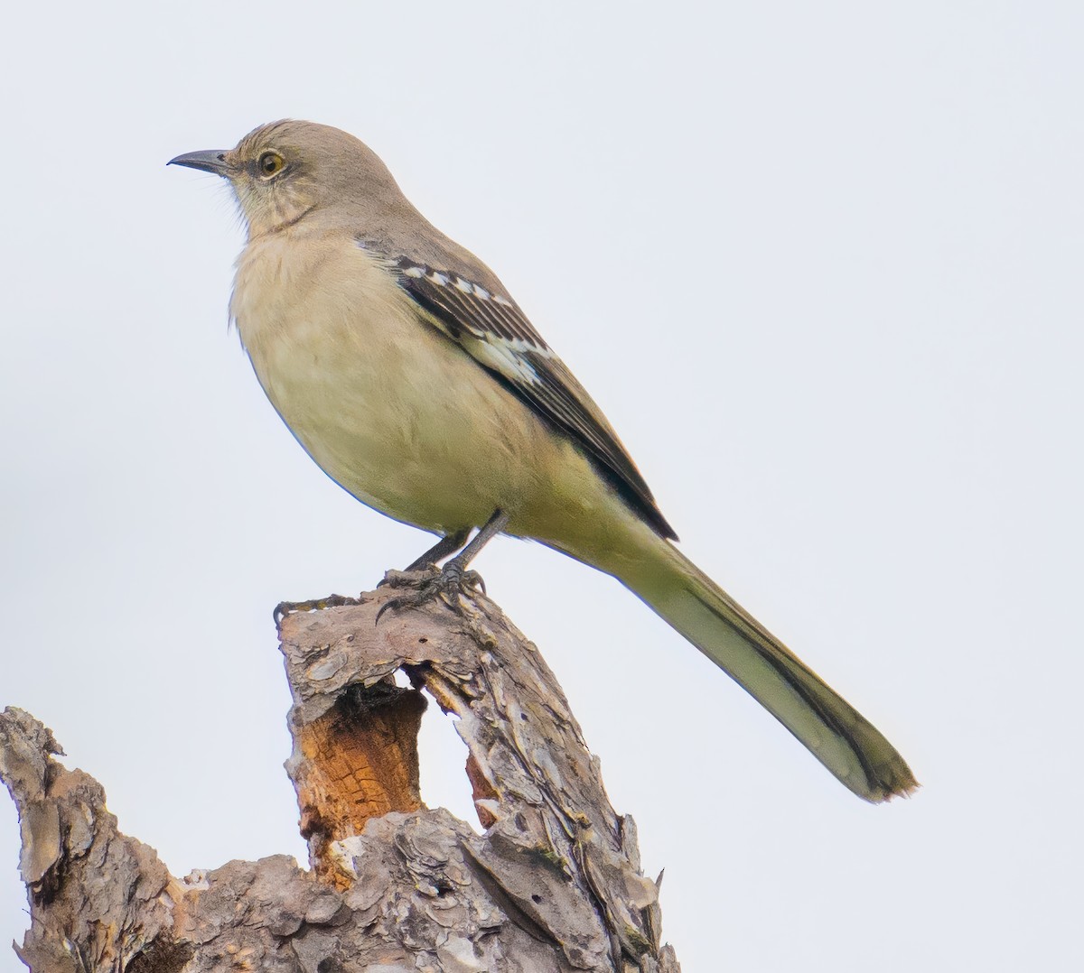 Пересмішник багатоголосий - ML646350967