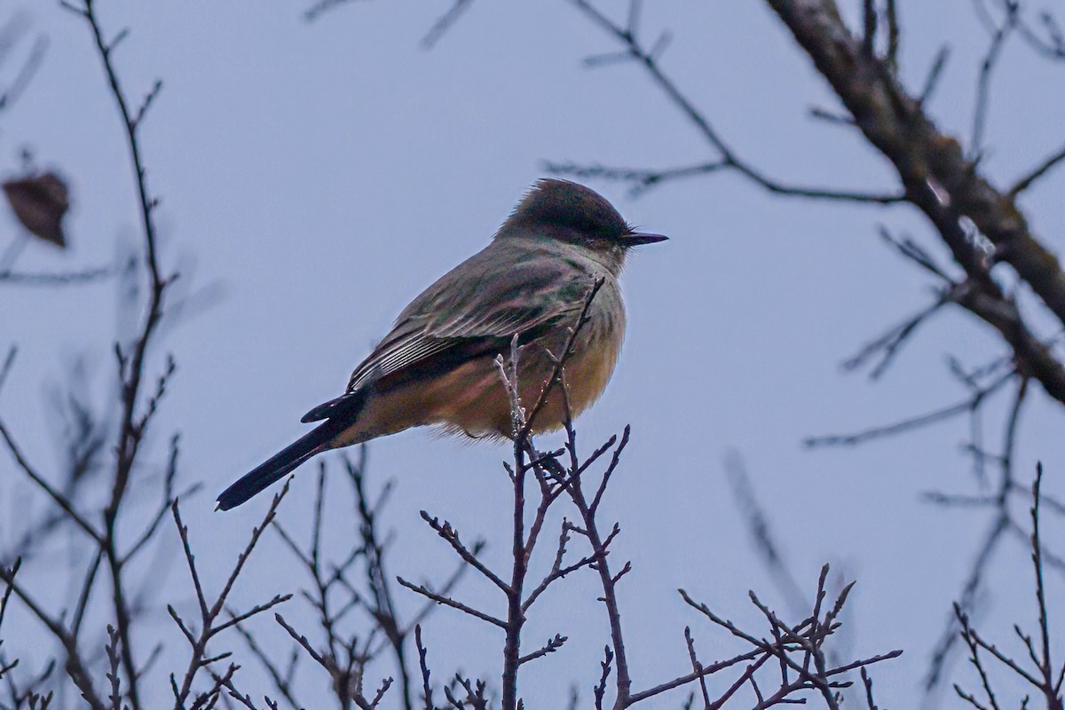 Say's Phoebe - ML646350969