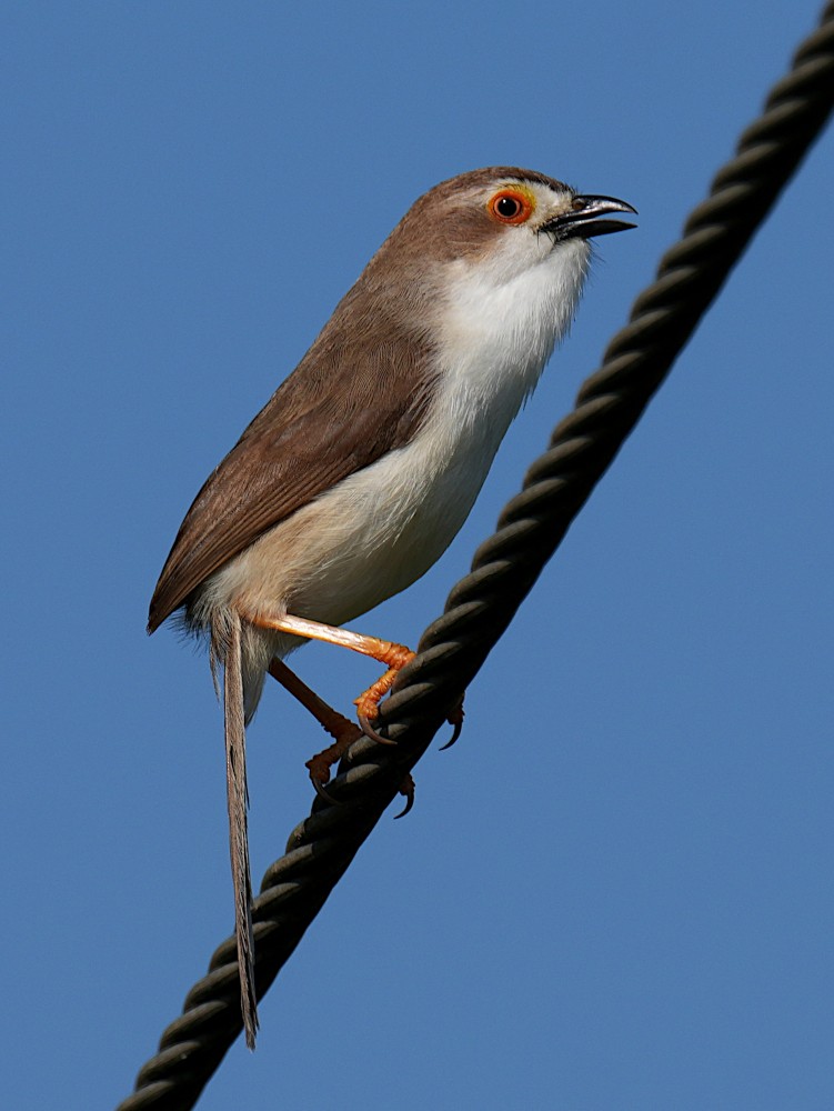 Yellow-eyed Babbler - ML646350970