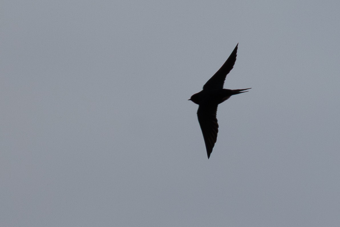 Barn Swallow - ML646350971
