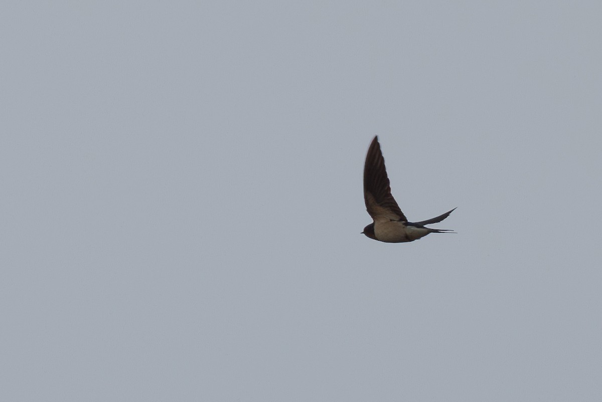 Barn Swallow - ML646350973