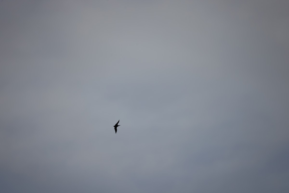 Barn Swallow - ML646350974