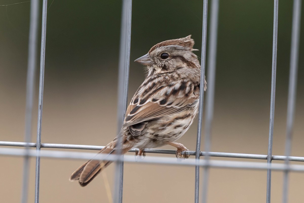 Song Sparrow - ML646350976