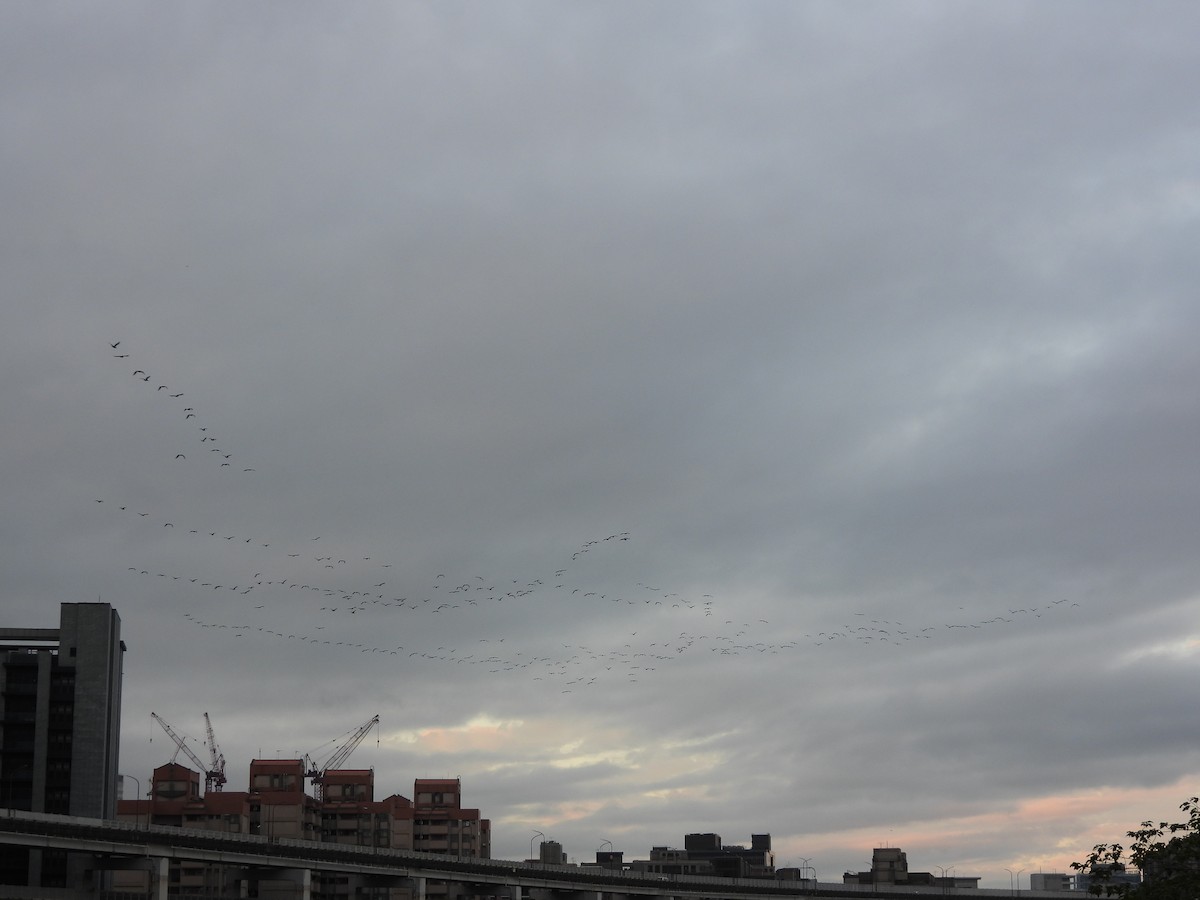 kormorán velký - ML646350977