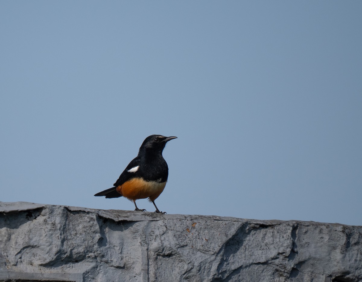 Mocking Cliff-Chat - ML646350978