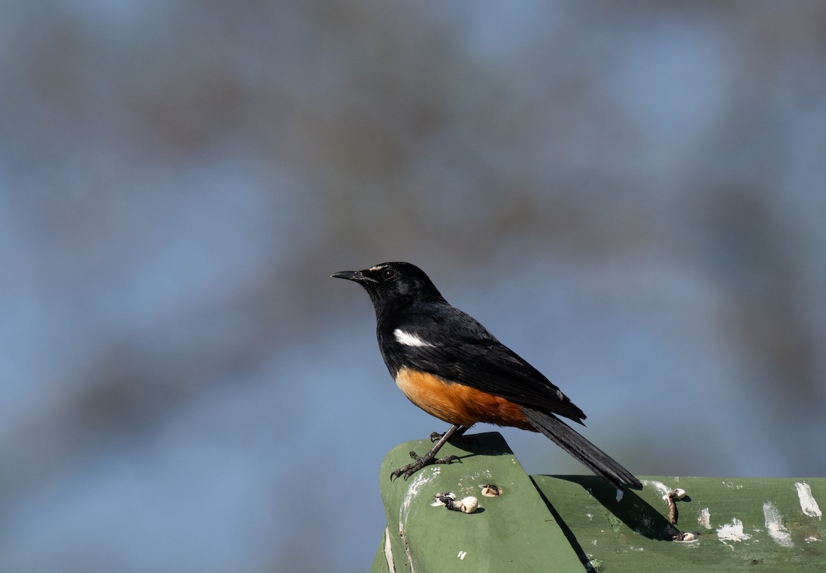 Mocking Cliff-Chat - ML646350980