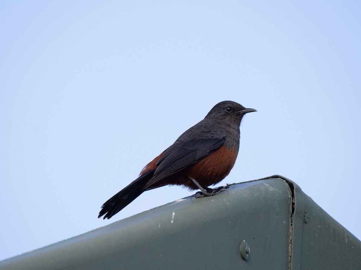 Mocking Cliff-Chat - ML646350981