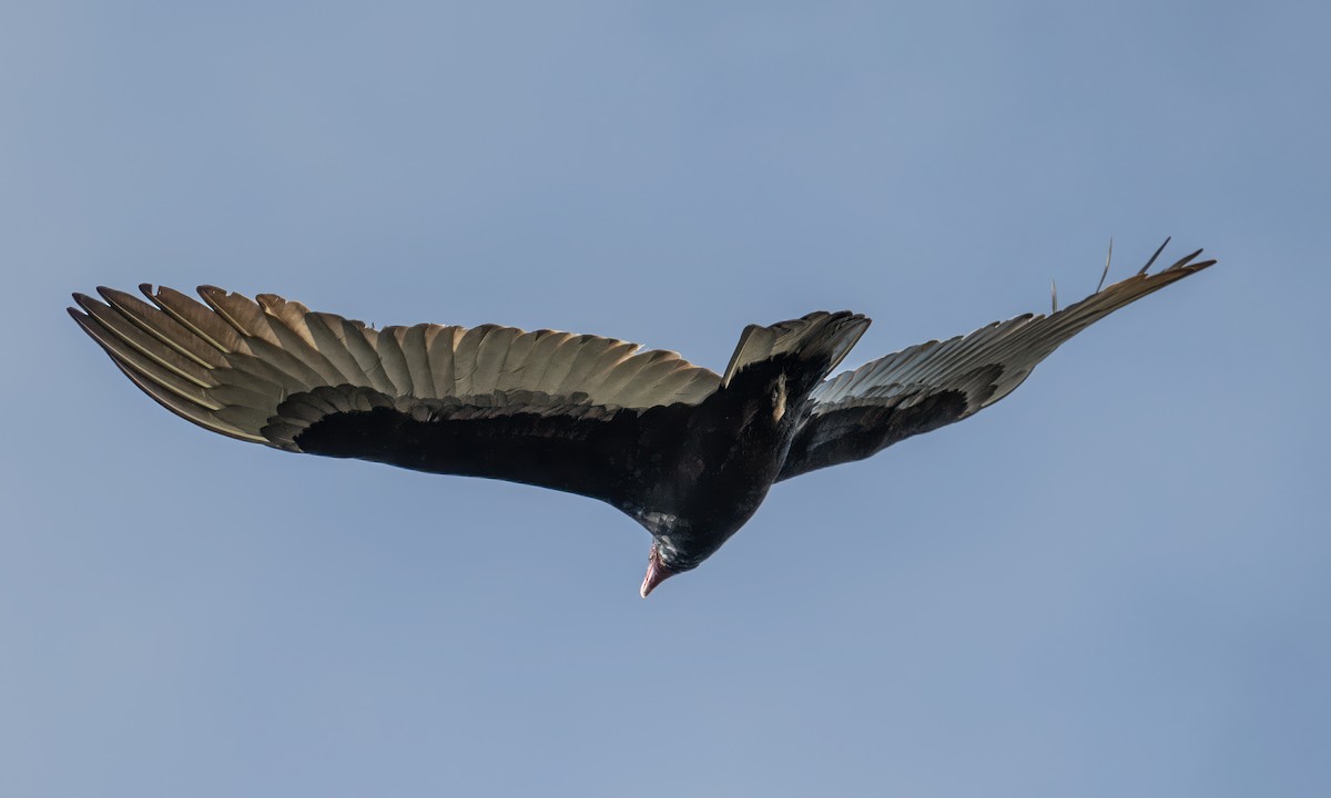 Turkey Vulture - ML646350982