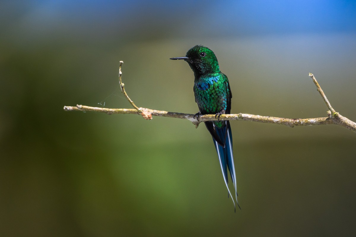 Green Thorntail - ML646350984