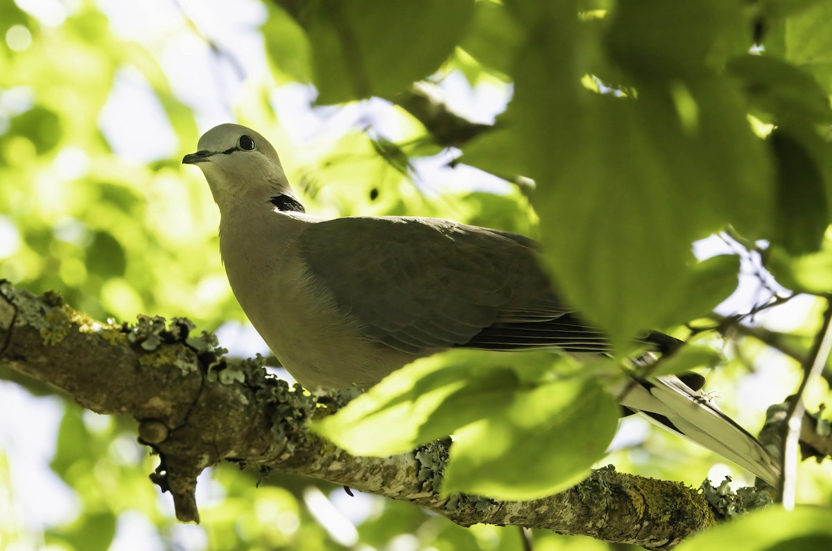 Ring-necked Dove - ML646350985