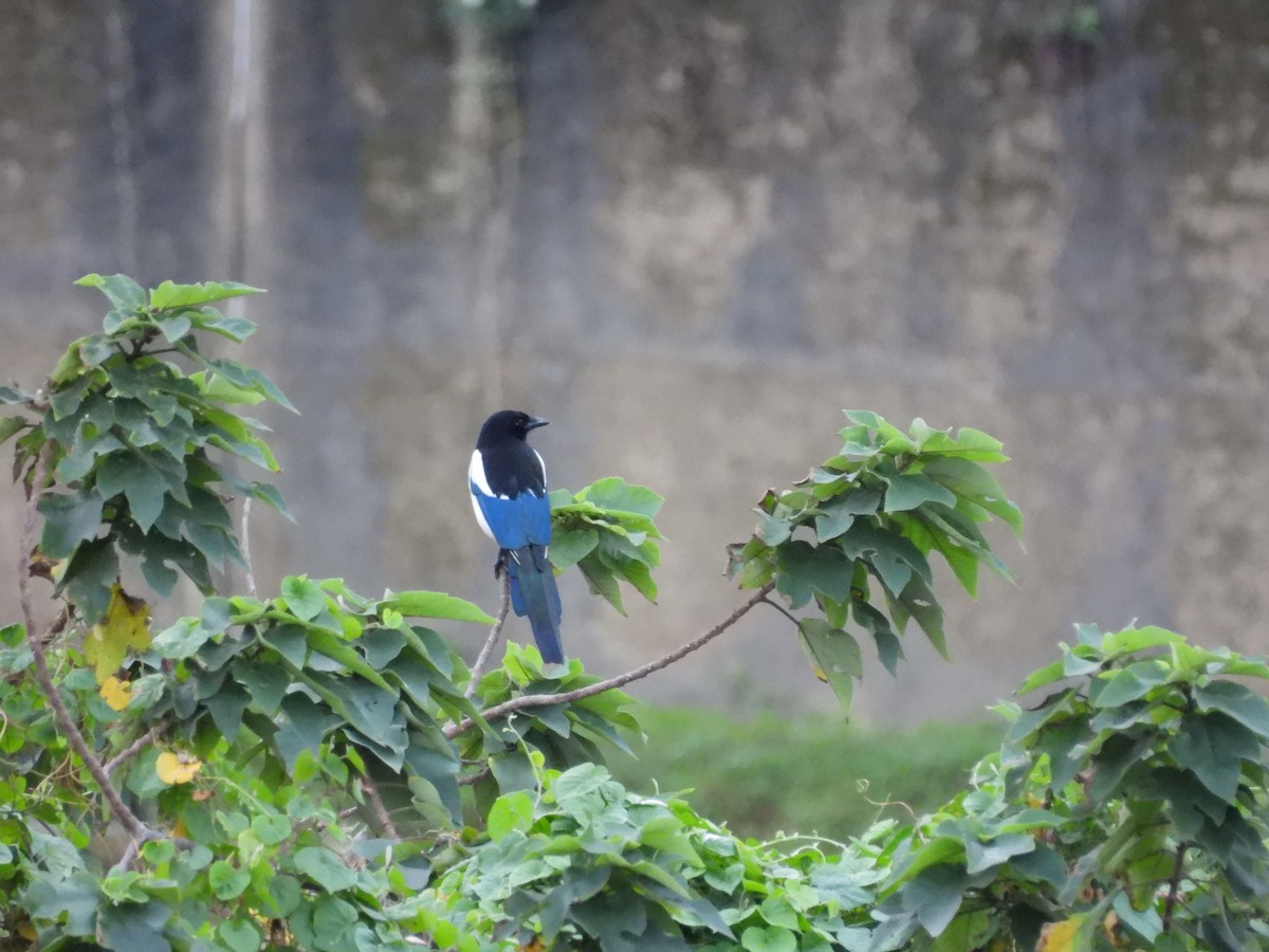 Сорока усурійська - ML646350986