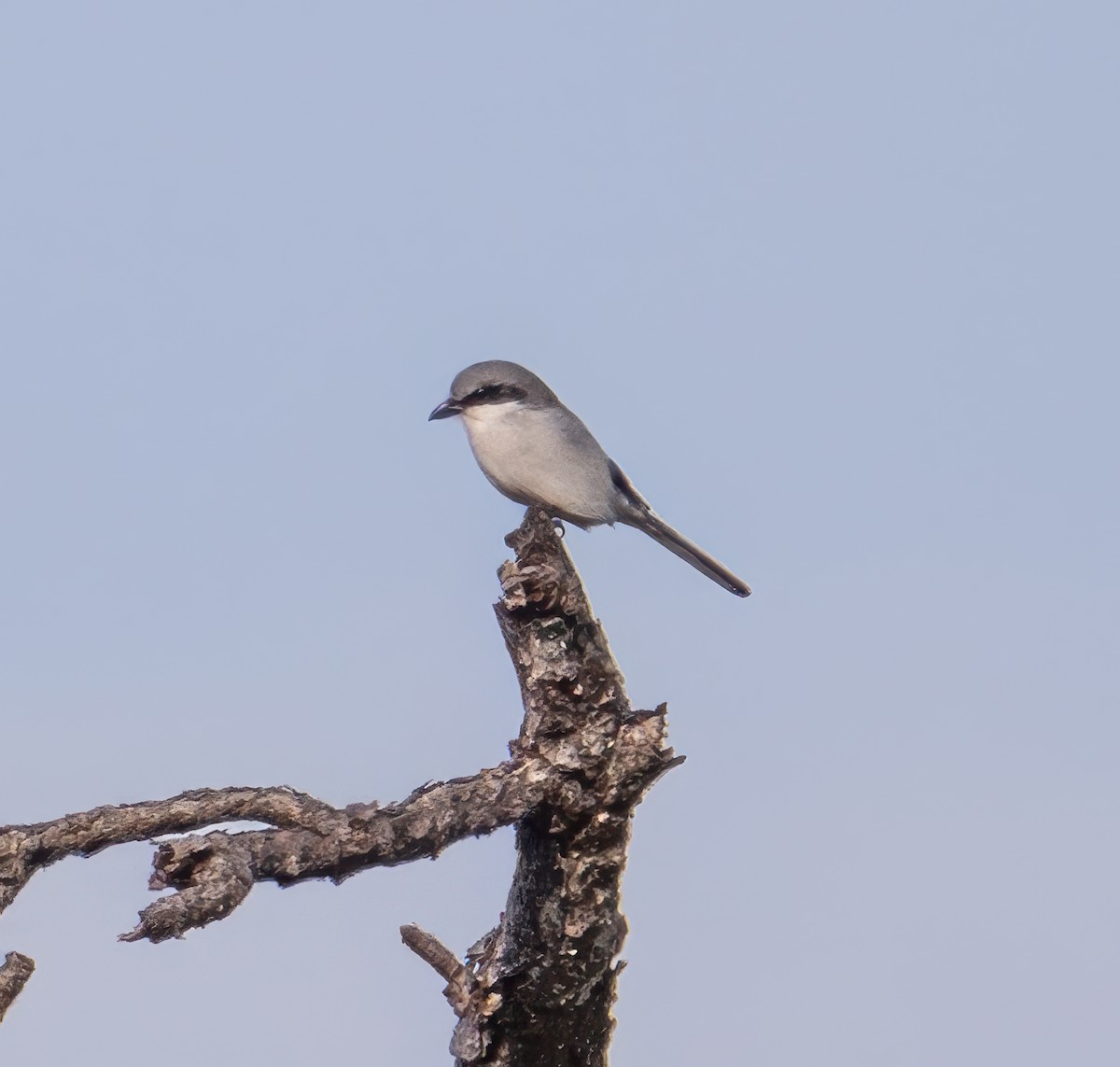 Loggerhead Shrike - ML646350988
