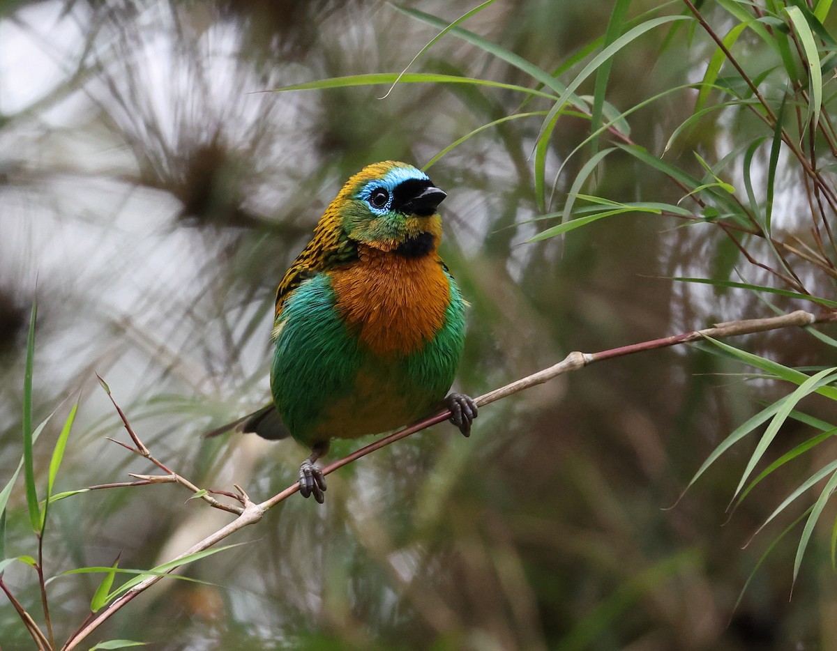 Brassy-breasted Tanager - ML646350989