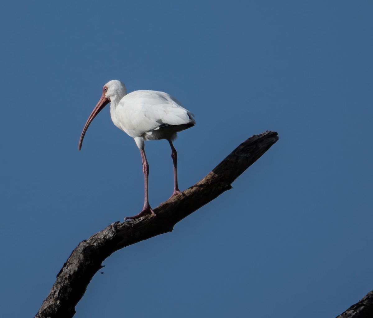 White Ibis - ML646350993