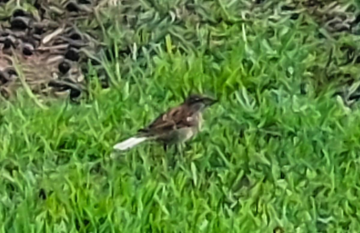House Sparrow - ML646350995