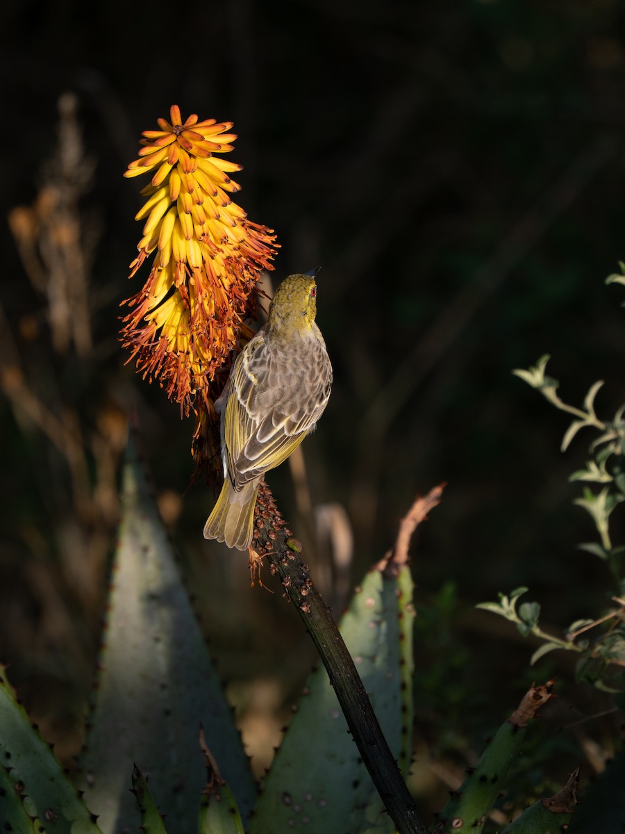 Village Weaver - ML646350996