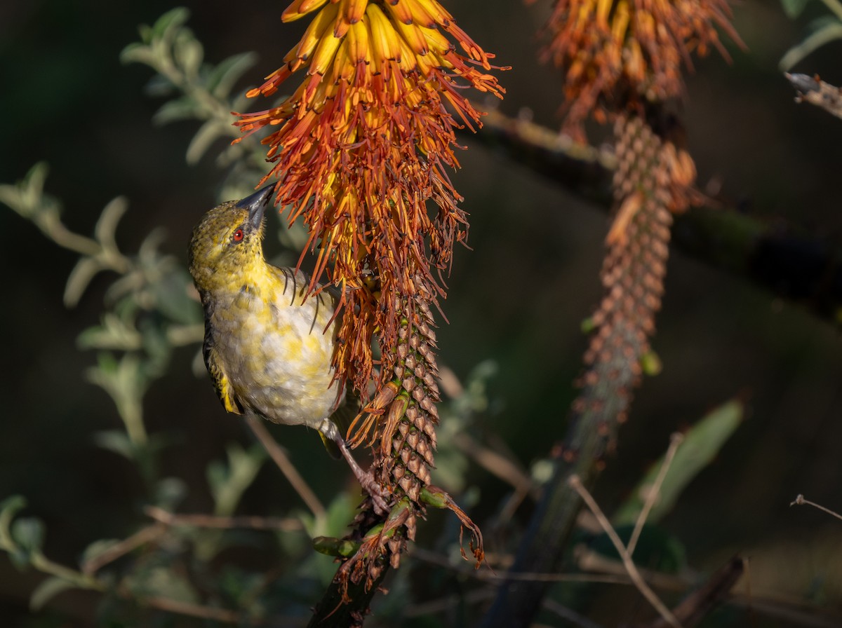 Village Weaver - ML646350997
