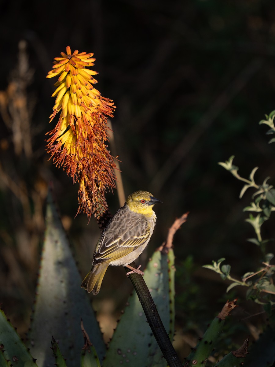 Village Weaver - ML646350998