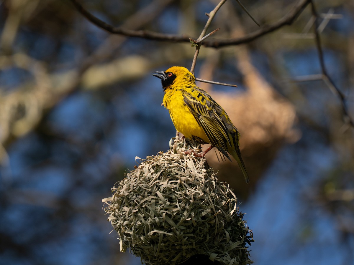 Village Weaver - ML646350999