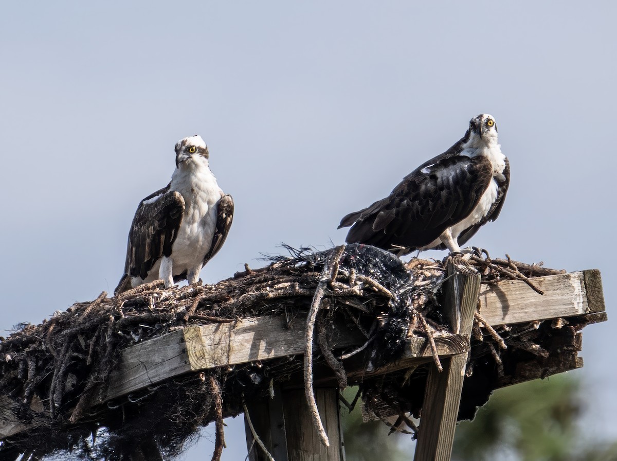 Osprey - ML646351000