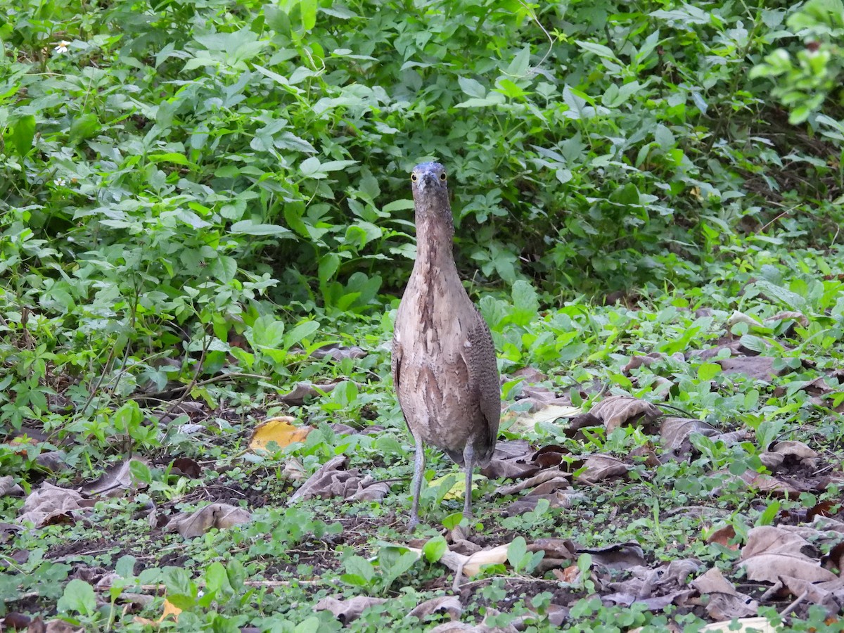 Malay Gece Balıkçılı - ML646351001