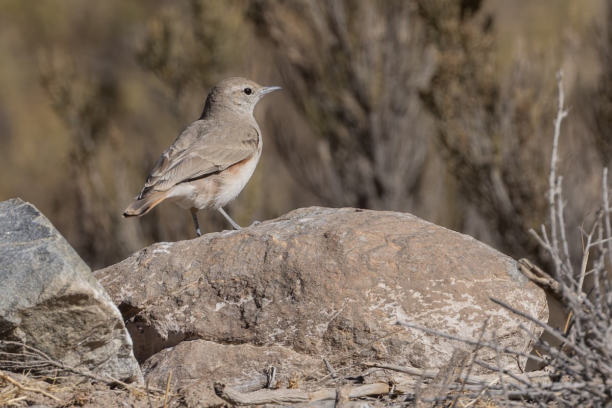 Rufous-banded Miner - ML646351003