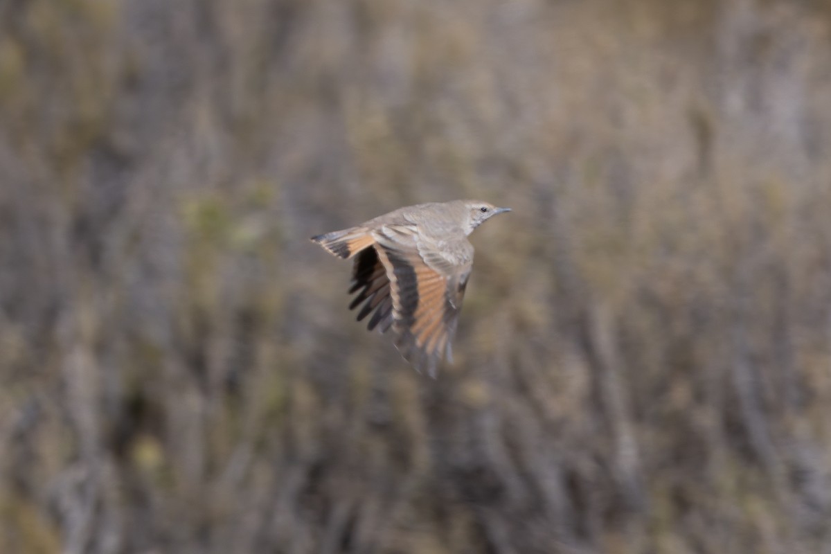 Rufous-banded Miner - ML646351004