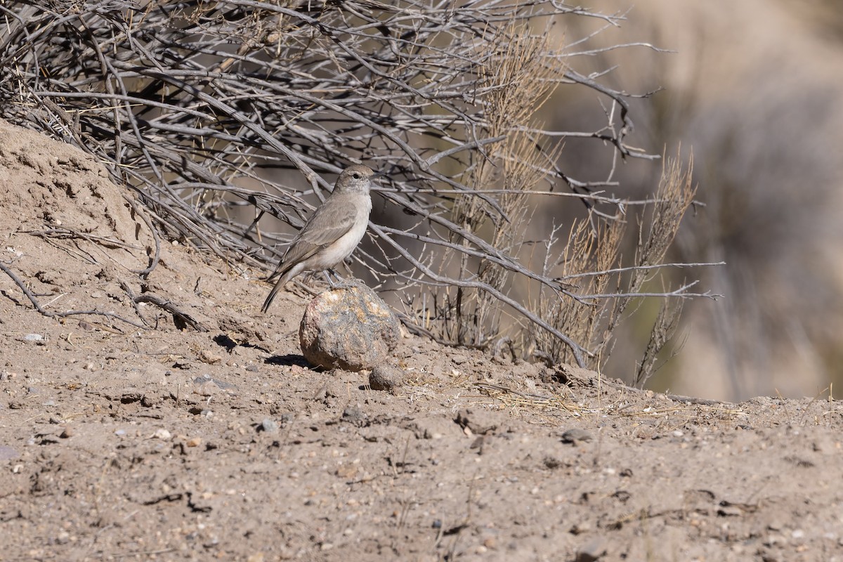 Rufous-banded Miner - ML646351005