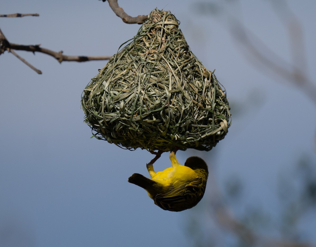 Southern Masked-Weaver - ML646351008