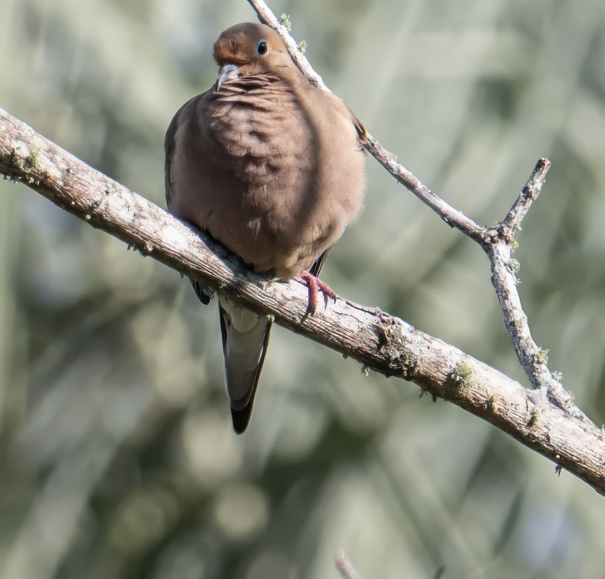 Mourning Dove - ML646351010
